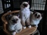 - Ragdoll