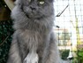 - Maine Coon