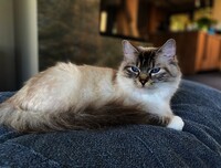 AllWeNeedIs Gracious Gaby - Ragdoll AllWeNeedIs Gracious Gaby - Ragdoll